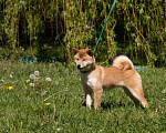 Собаки в Москве: ЩЕНОК СИБА-ИНУ Девочка, 30 000 руб. - фото 2