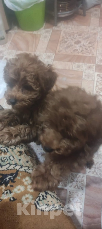 Собаки в Москве: продаю Девочка, Бесплатно - фото 1