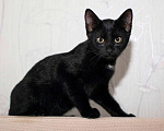 Кошки в Москве: Черный жемчуг - котёнок Финик ищет заботливых хозяев. В добрые руки Мальчик, Бесплатно - фото 10