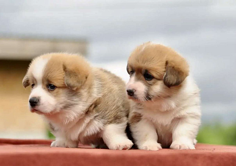 Щенки Корги