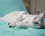 Кошки в Москве: Кошка метис скоттиш-страйт в добрые руки  Девочка, Бесплатно - фото 5