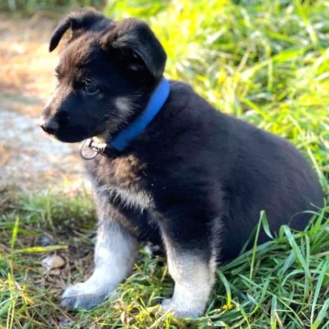 Собаки в других городах Ленинградской области: Кобель ВЕО от Гордость Питера Церри Бой х Гроза Мальчик, 45 000 руб. - фото 5