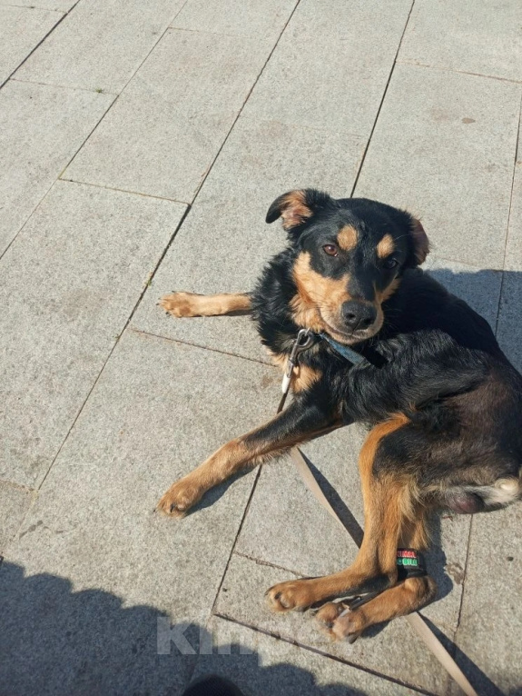Собаки в Вязьме: Пока бездомный пес ооооооочень ищет хозяина! Мальчик, Бесплатно - фото 2