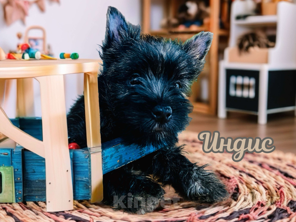 Собаки в Нижнем Новгороде: Керн-терьер Индис Девочка, 80 000 руб. - фото 9