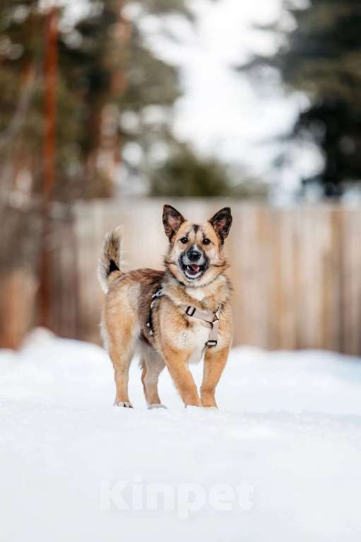 Собаки в Москве: Корги рыжего окраса Иви в добрые руки Девочка, 1 руб. - фото 5