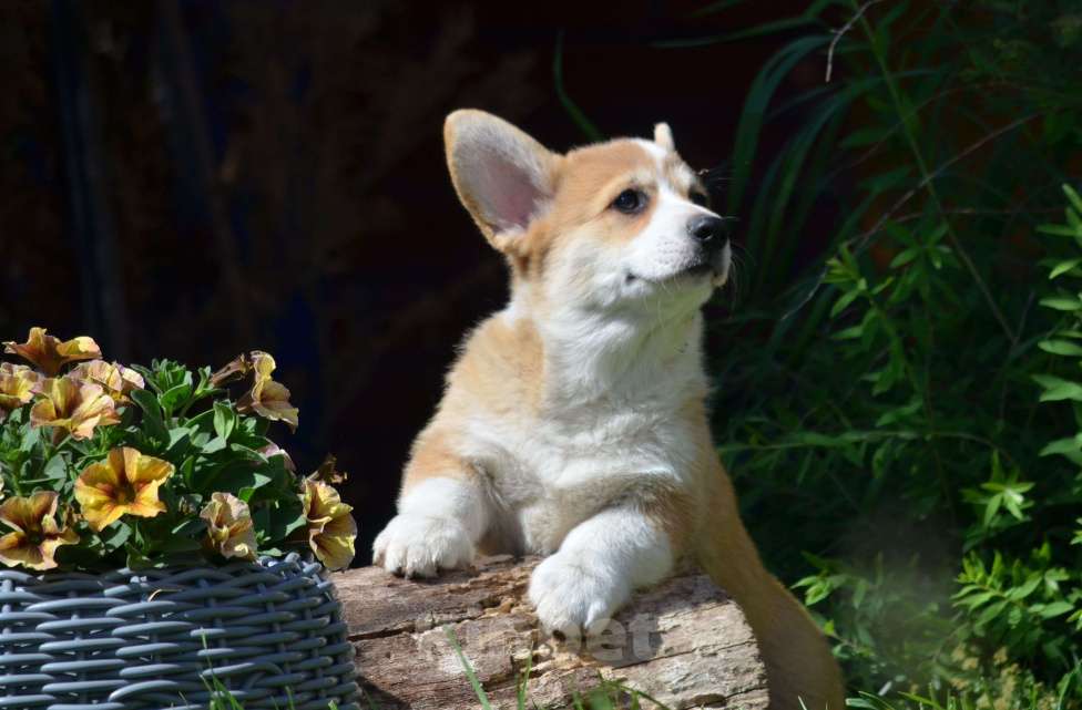 Собаки в Самаре: Вельш Корги пемброк. Мальчик, 80 000 руб. - фото 7