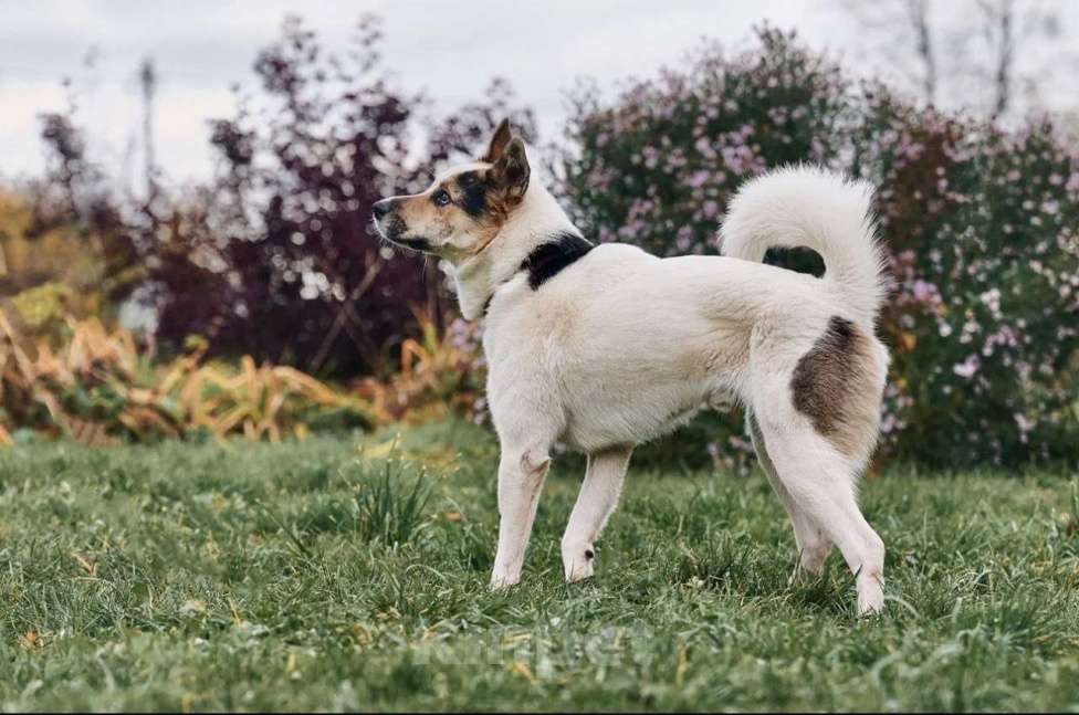 Собаки в Сергиеве Посаде: Айс якутенок в добрые руки Мальчик, Бесплатно - фото 7