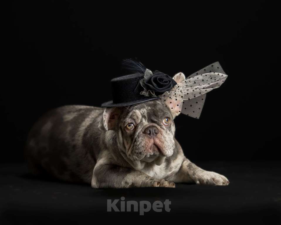 Собаки в Брянске: Пеппа Девочка, 120 000 руб. - фото 1