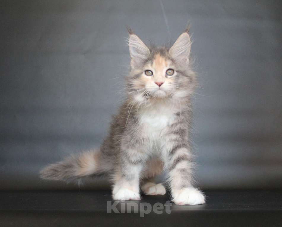 Кошки в Екатеринбурге: Диана Девочка, 50 000 руб. - фото 2