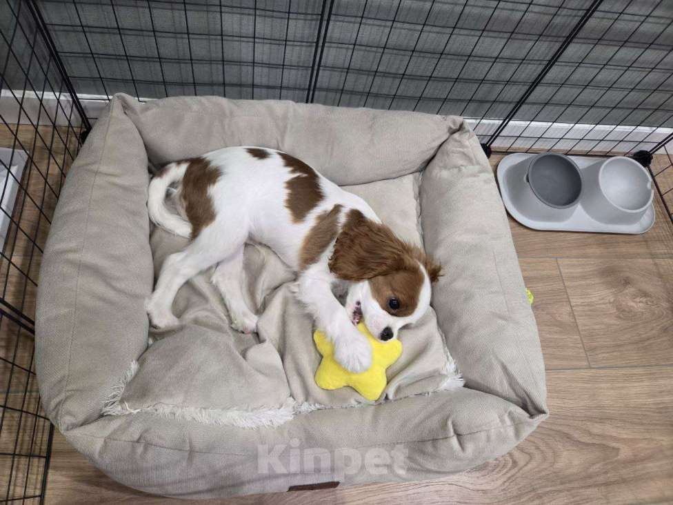 Собаки в Новосибирске: Кавалер кинг-чарльз-спаниель, щенок Мальчик, 70 000 руб. - фото 7