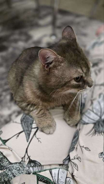 Кошки в Москве: Котик Луня ищет дом  Мальчик, Бесплатно - фото 2