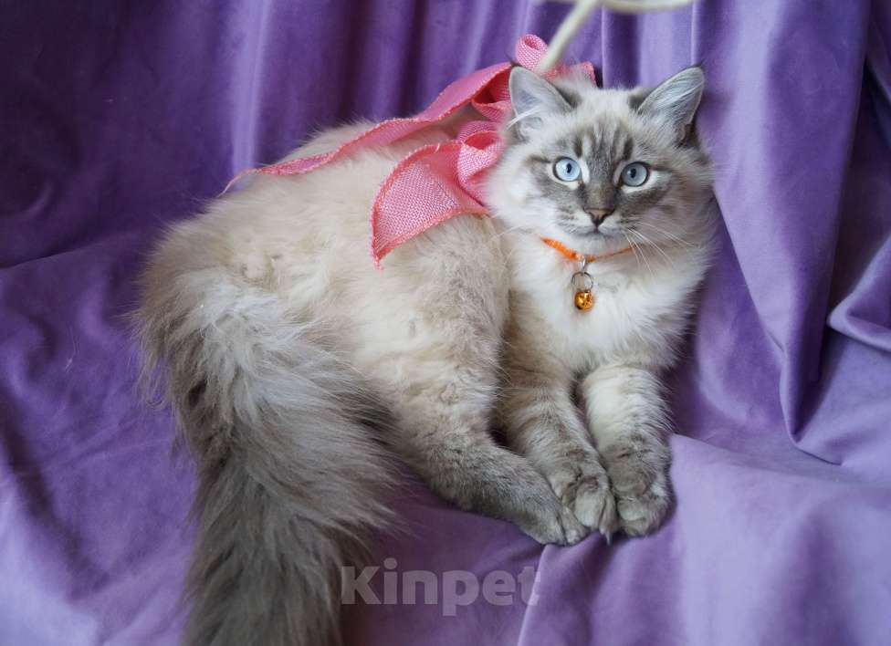 Кошки в Краснодаре: Невская маскарадная котенок Амур в окрасе блю биколор поинт Мальчик, 35 000 руб. - фото 1