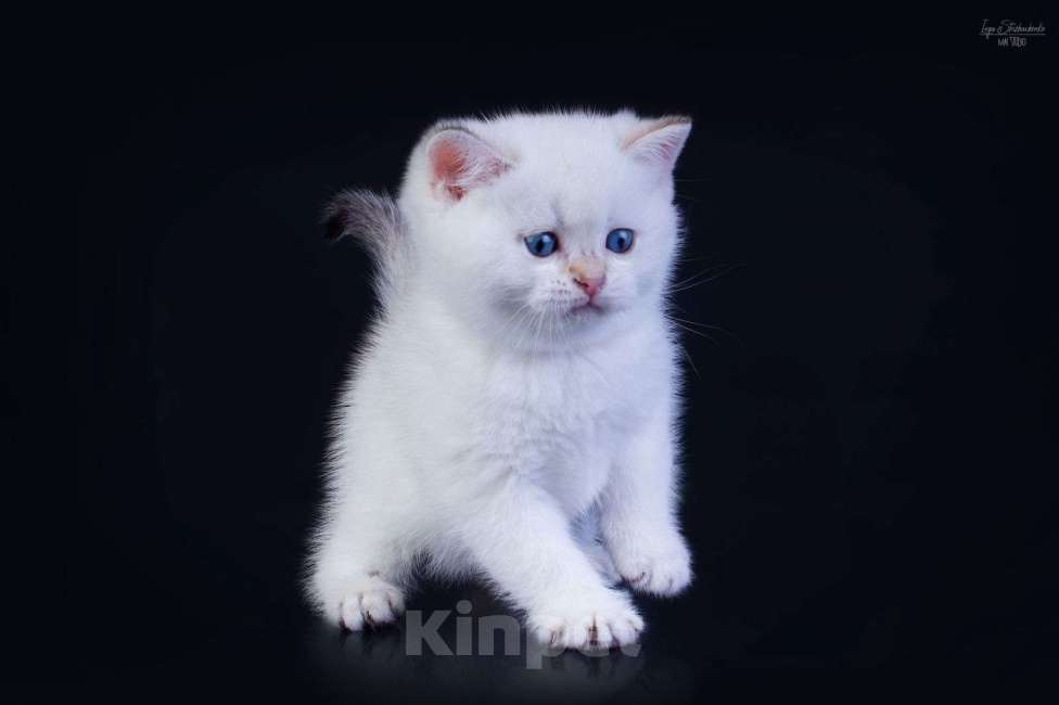 Кошки в Петрозаводске: Шотландские котята золотая шиншилла в поинтовом окрасе Мальчик, 37 000 руб. - фото 3