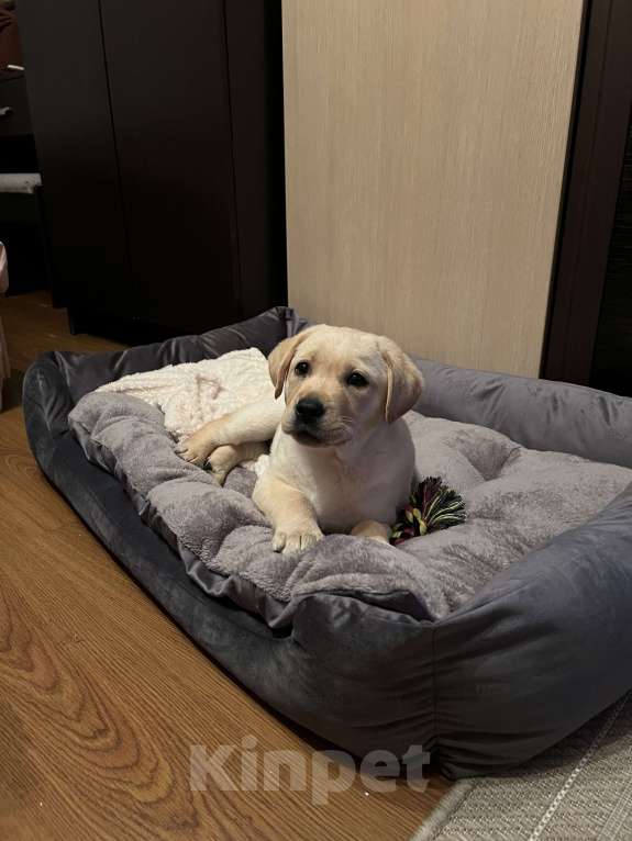 Собаки в Сочи: Лабрадор  Девочка, 25 000 руб. - фото 2