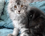 Кошки в Санкт-Петербурге: Мальчик мейн кун в серебряном окрасе Мальчик, 50 000 руб. - фото 3