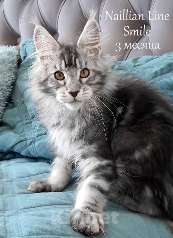 Кошки в Санкт-Петербурге: Мальчик мейн кун в серебряном окрасе Мальчик, 50 000 руб. - фото 3