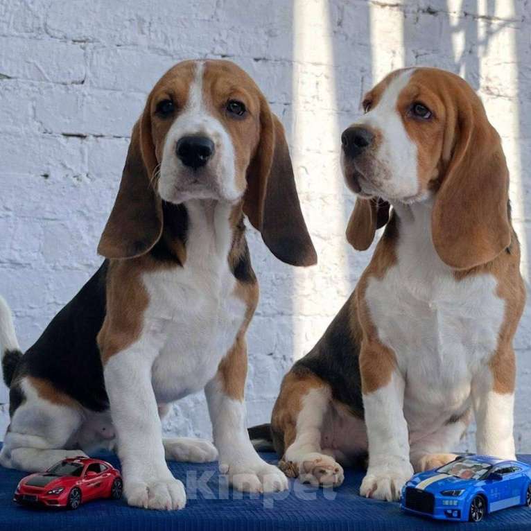 Собаки в Уфе: Щенки породы бигль Мальчик, 40 000 руб. - фото 1