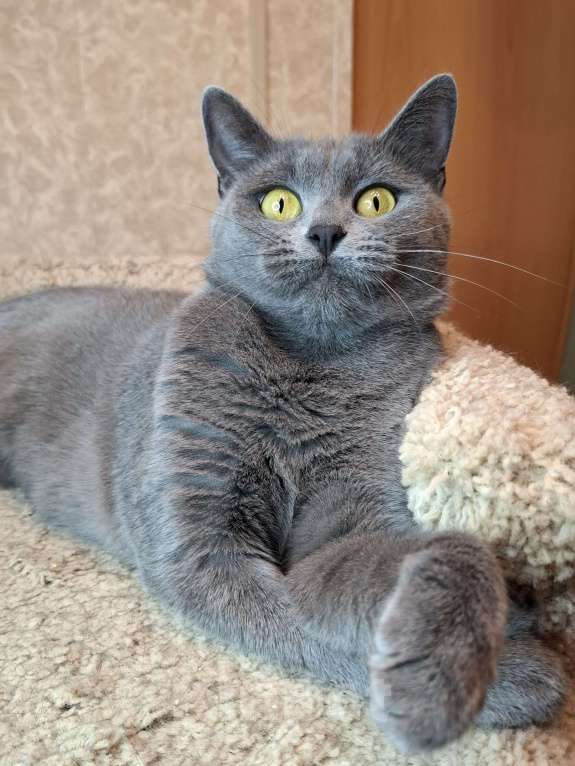 Кошки в Москве: Василина едет на выставку-пристройство WOOF в Москву  Девочка, Бесплатно - фото 7