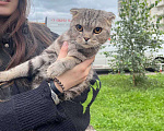 Кошки в Москве: Шотландец в добрые руки Девочка, Бесплатно - фото 1
