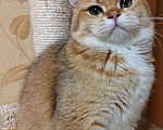 Кошки в Казани: Шотланский кот Вязка Мальчик, 10 000 руб. - фото 2