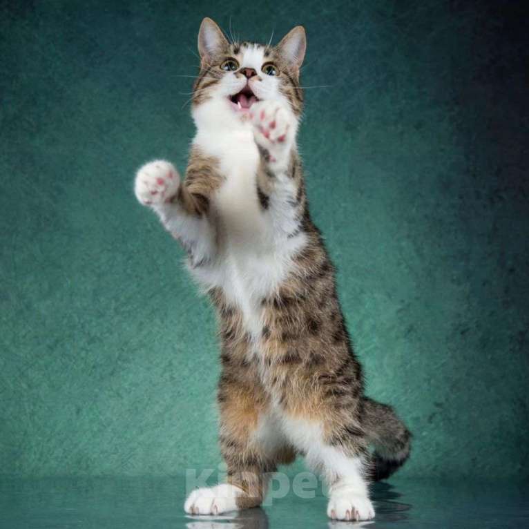 Кошки в Москве: Хозяева выкинули Куся из окна с 9 этажа 💔 Мальчик, Бесплатно - фото 4