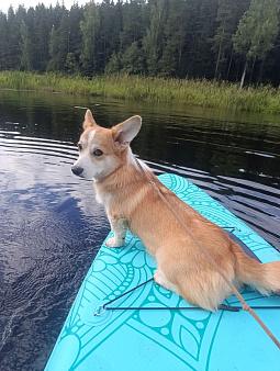 Продаются щенки вельш корги пемброк