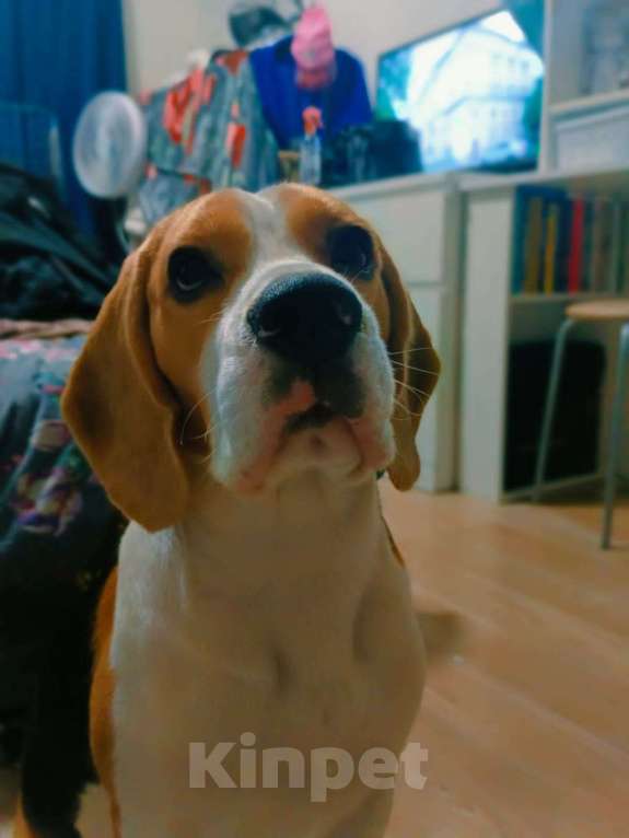 Собаки в Санкт-Петербурге: Отдам в добрые руки  Мальчик, Бесплатно - фото 2