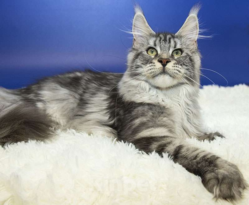 Кошки в Москве: Мейн кун, девочка, подросток. Девочка, 15 000 руб. - фото 2