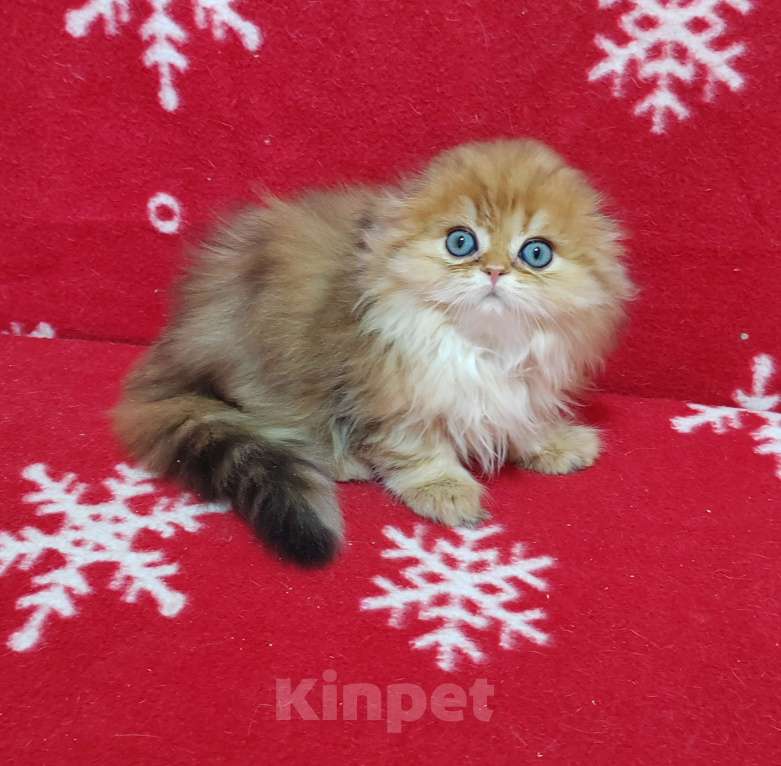 Кошки в Москве: Котик хайленд золотой мраморный Мальчик, 40 000 руб. - фото 1