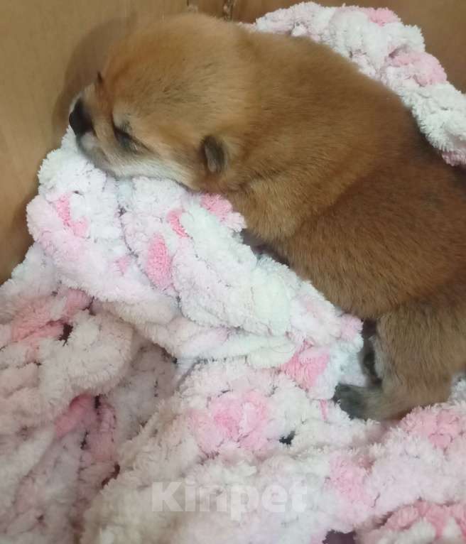 Собаки в Красноярске: Щенок  Мальчик, Бесплатно - фото 5