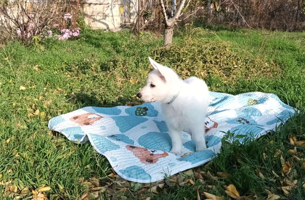 Собаки в Евпатории: Предлагаются щенки белой швейцарской овчарки Девочка, Бесплатно - фото 7