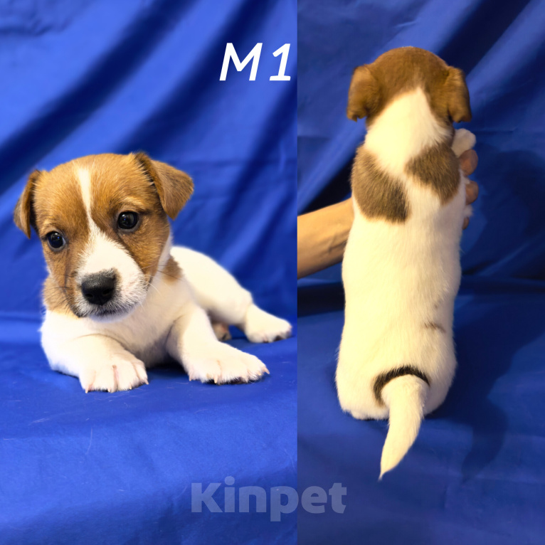 Собаки в Санкт-Петербурге: Породистые щенки Джек Рассел терьер Разнополые, 28 000 руб. - фото 2