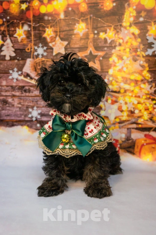 Собаки в Пушкино: Девочки мальтипу ф1 фантом  Девочка, 50 000 руб. - фото 1