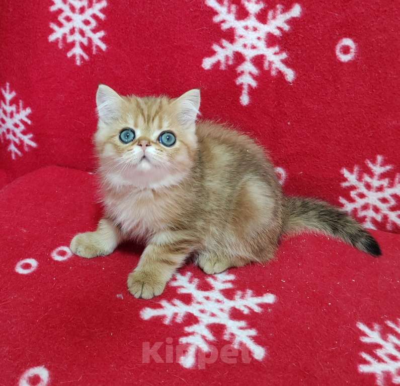 Кошки в Москве: Золотой мраморный котик Мальчик, 3 000 руб. - фото 1