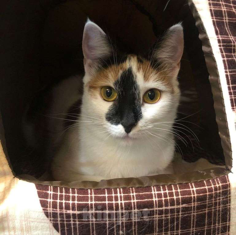 Кошки в Москве: Если бы Кики была человеком, с ней бы все хотели дружить Девочка, Бесплатно - фото 5