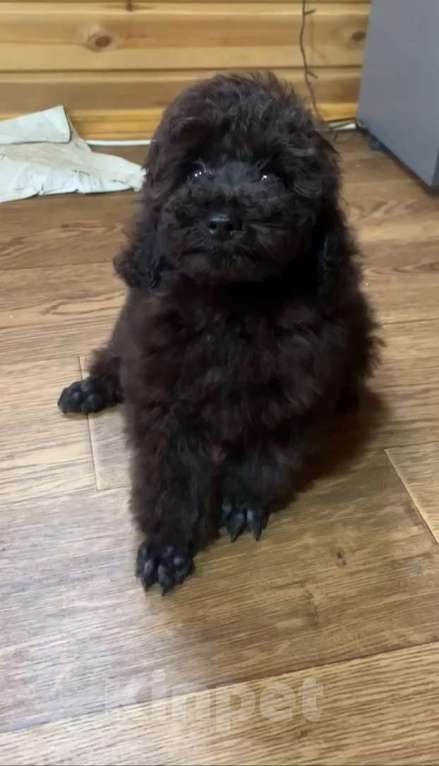 Собаки в Темрюке: Мальчики и девочки Девочка, Бесплатно - фото 1