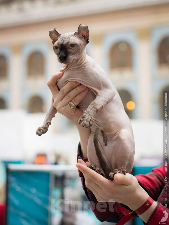 Кошки в Москве: Ищем кота породы Эльф для вязки Девочка, Бесплатно - фото 1