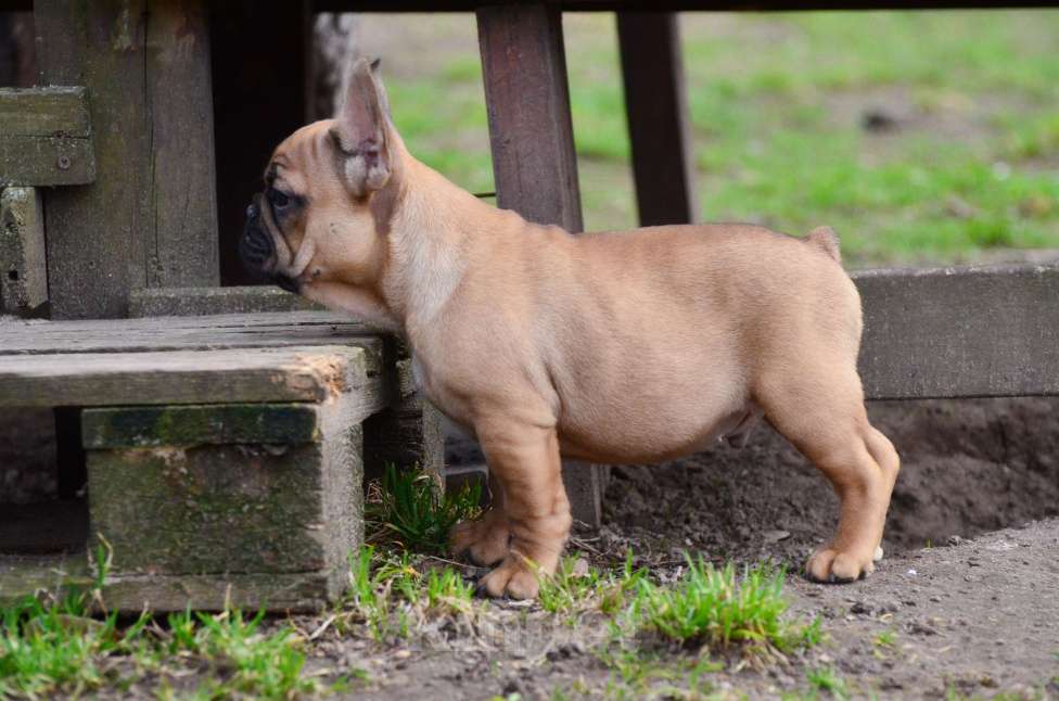 Собаки в Старом Купавне: Французский друг Мальчик, 70 000 руб. - фото 5