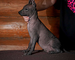 Собаки в Александрове: Ксолоитцкуинтли стандартного размера  Девочка, Бесплатно - фото 2