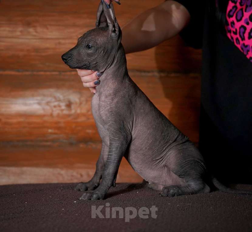 Собаки в Александрове: Ксолоитцкуинтли стандартного размера  Девочка, Бесплатно - фото 2