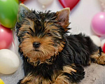 Собаки в Иркутске: Щенки йорки супер мини в Иркутске Мальчик, 75 000 руб. - фото 5
