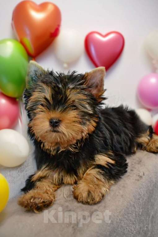Собаки в Иркутске: Щенки йорки супер мини в Иркутске Мальчик, 75 000 руб. - фото 5
