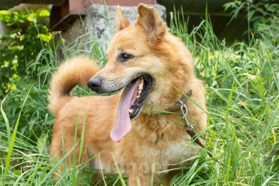 Собаки в Москве: Фил Мальчик, Бесплатно - фото 3