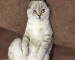 Кошки в Чебоксарах: Шотландский кот на вязку, 1 000 руб. - фото 1