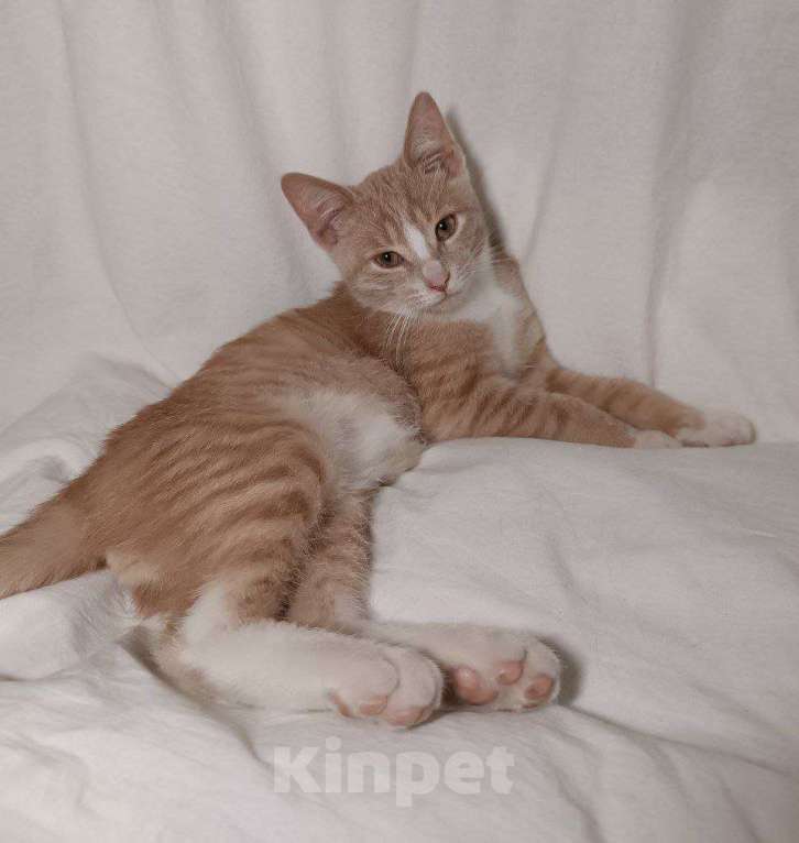 Кошки в Москве: Рыжий котенок Санчо в добрые руки Мальчик, Бесплатно - фото 3