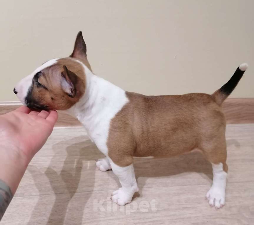 Собаки в Уфе: Продаётся миниатюрный бультерьер Девочка, Бесплатно - фото 4