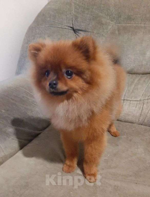 Собаки в Самаре: Шпиц Мальчик, 50 000 руб. - фото 4