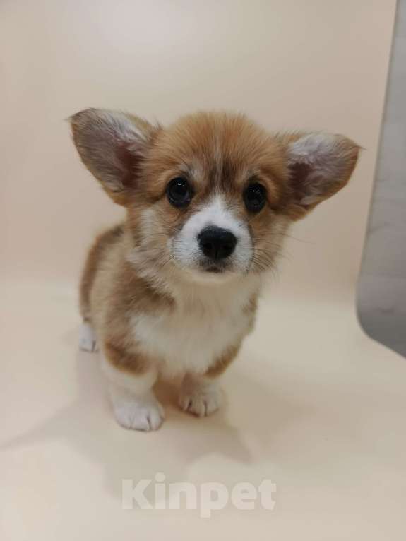 Собаки в Москве: Чипса. Щенок вельш корги пемброк  Девочка, 60 000 руб. - фото 5