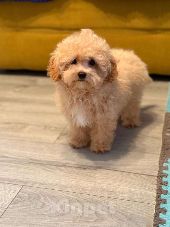 Собаки в Мытищах: Пушон Оскар Мальчик, 80 000 руб. - фото 3