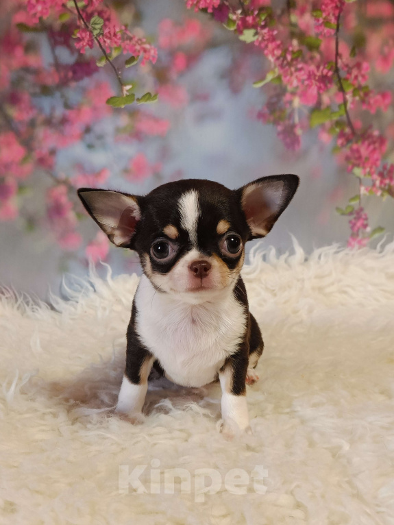 Собаки в Москве: Мини девочка шоколадка Девочка, 95 000 руб. - фото 2